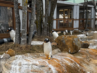 ペンギンニュースを掲載しました！