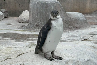 ペンギンニュースを掲載しました!