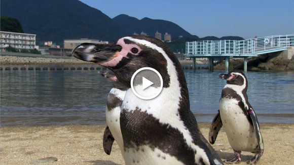 ペンギンレポートfile 3 長崎ペンギン水族館 ペンギンライブラリー ホシザキ株式会社